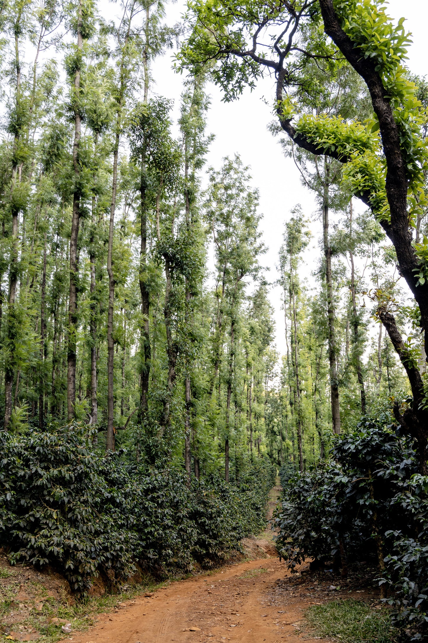 Ratnagiri Natural