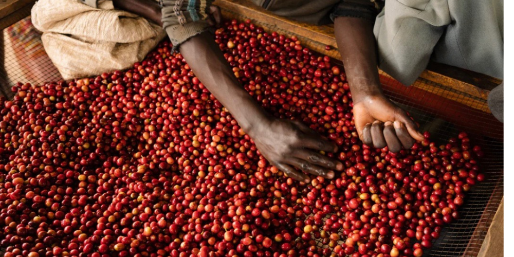 Producer Highlight: Burundi Coffee 🌱