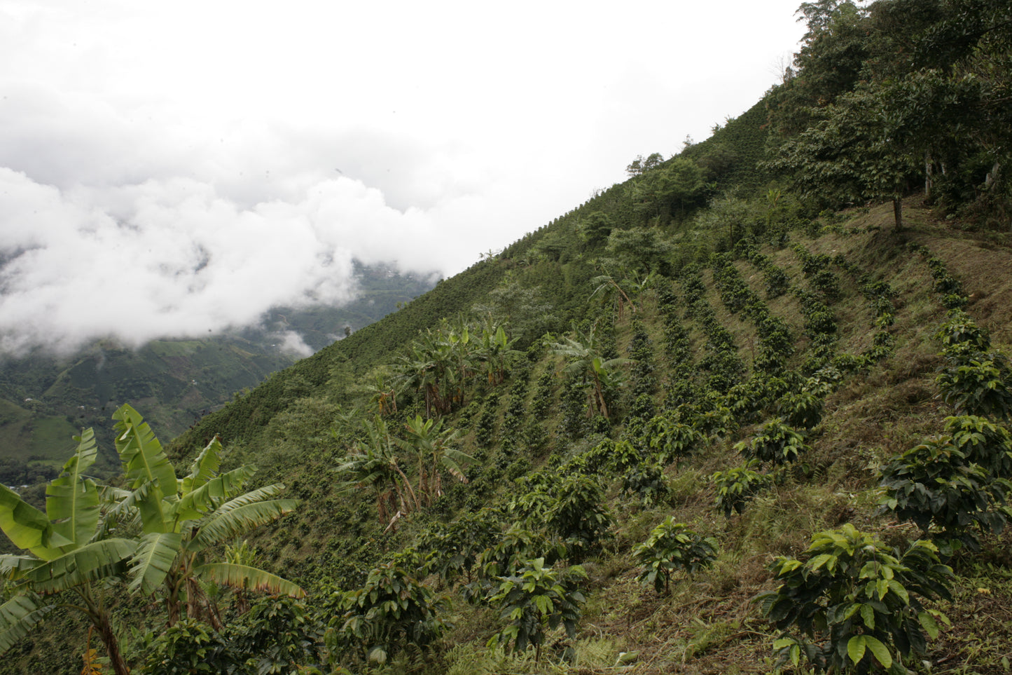 Finca el Paraiso